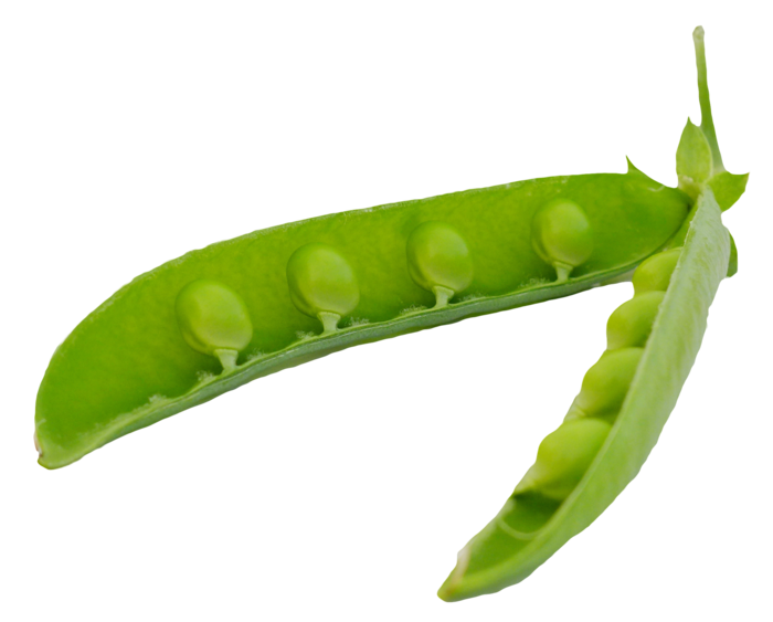 豌豆剖面蔬菜