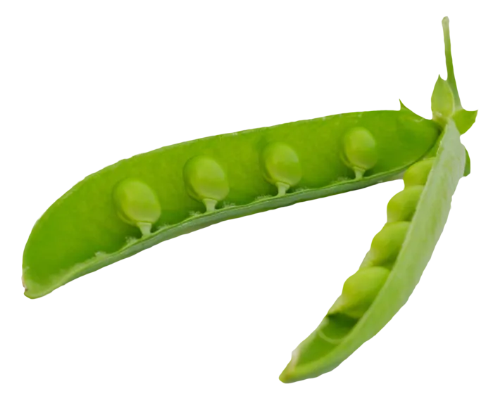 豌豆剖面蔬菜