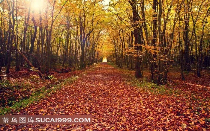 秋季林间大道景色