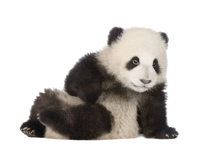 大熊猫动物