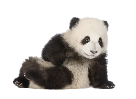 大熊猫动物