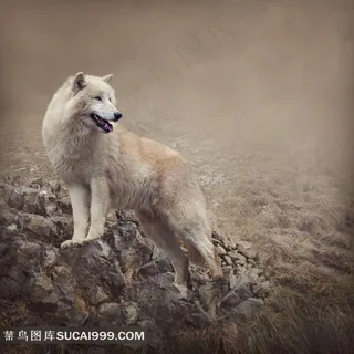 动物狼高清摄影图片 动物狼高清摄影图片
