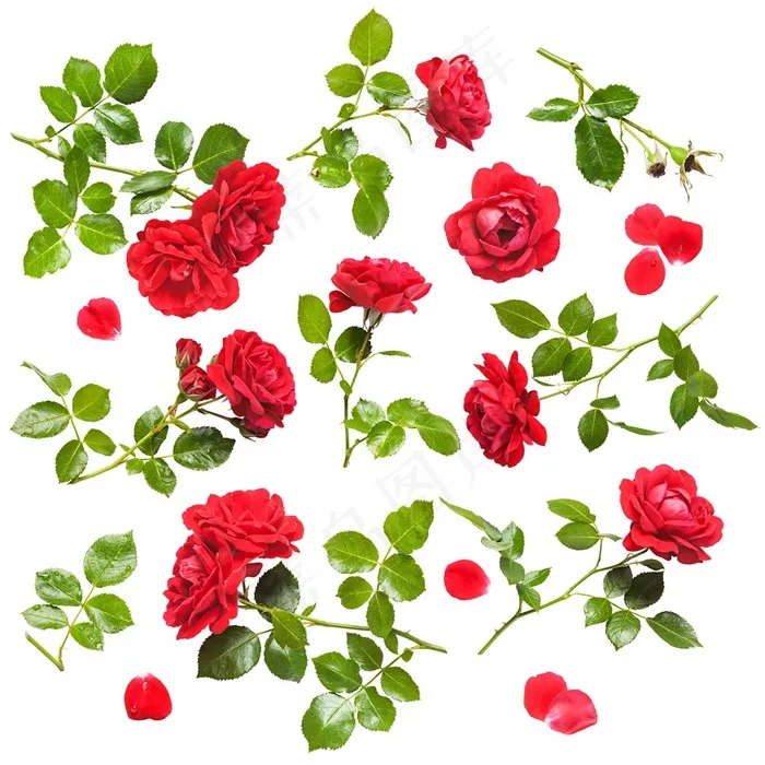 红色玫瑰花植物大图