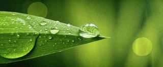 夏天绿叶露水露珠萌芽清新，雨水白露谷雨摄影图