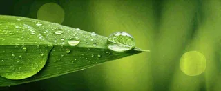 夏天绿叶露水露珠萌芽清新，雨水白露谷雨摄影图