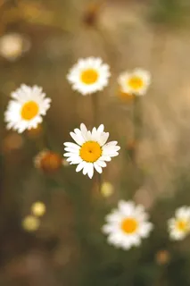 白色纯洁雏菊摄影素材