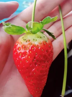 摄影图-手心的草莓 摄影图-手心的草莓