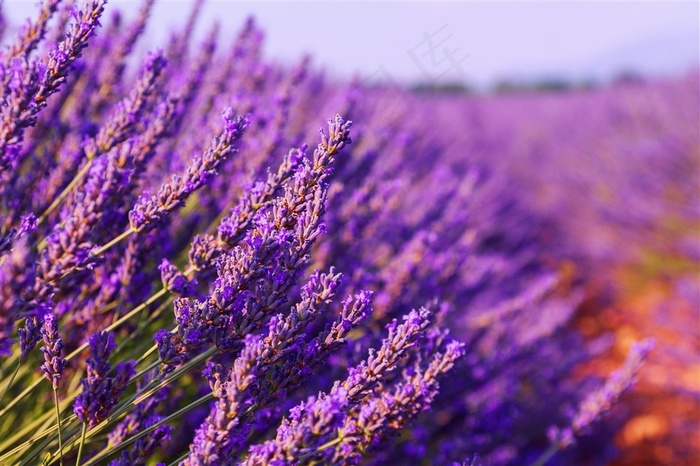 薰衣草花海鲜花图片