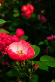 红色蔷薇花图片 红色蔷薇花图片