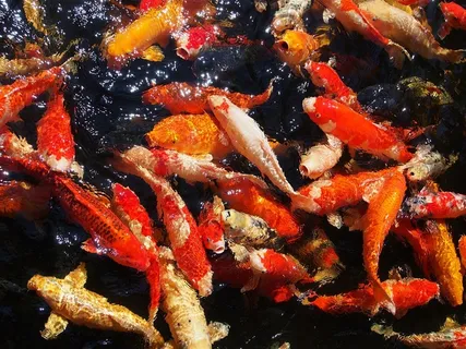 水中的景观锦鲤鱼