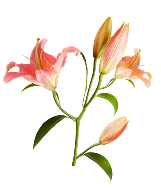 免抠粉色百合花