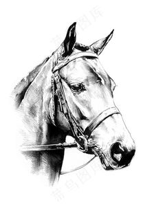 灰色马头侧面高清图片手绘插画