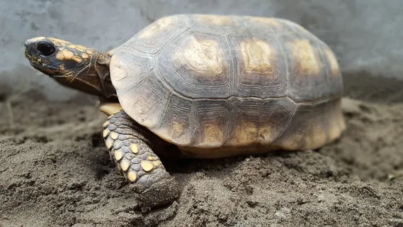 沙滩老乌龟图片 沙滩老乌龟图片