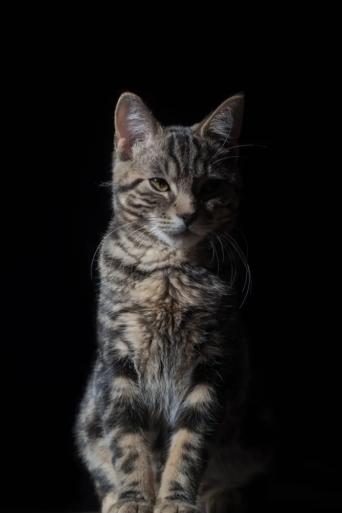 可爱猫咪猫猫摄影素材