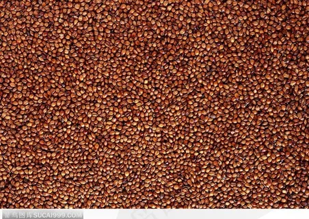 食物背景-褐色的小米 食物背景-褐色的小米
