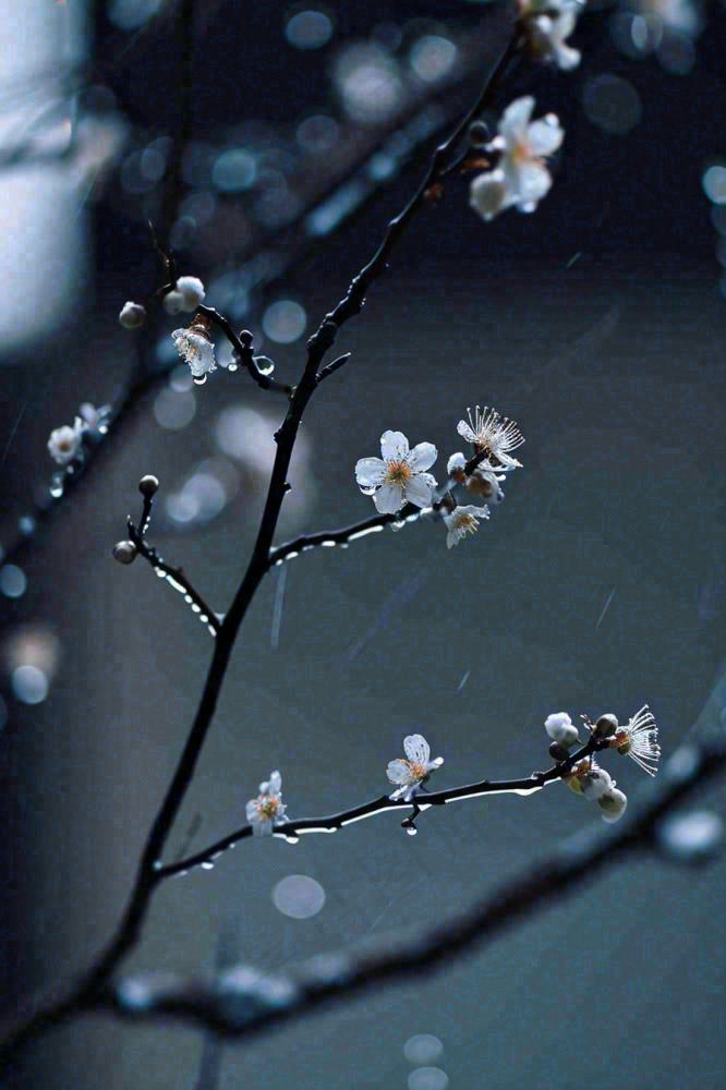 冬天雪花枝叶植物简约意境，冬季小雪大雪冬至摄影图(896x1344)