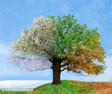 唯美四季树风景图片