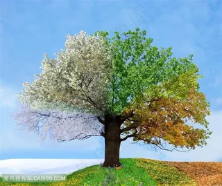 唯美四季树风景图片