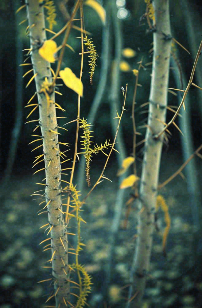 藤曼森林里面藤曼特写昏暗