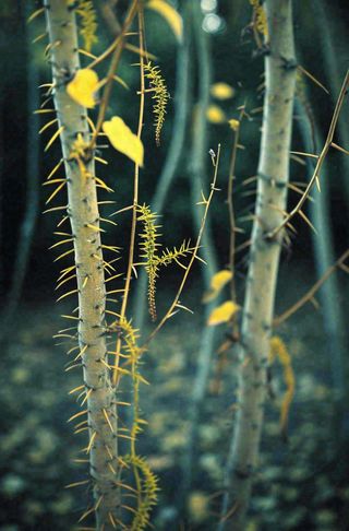 藤曼森林里面藤曼特写昏暗
