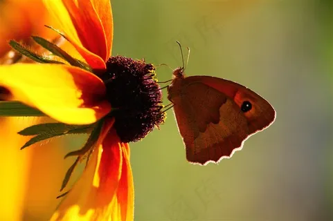 站在花朵上的蝴蝶