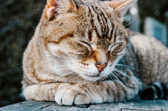 睡觉的猫咪素材图