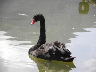 湖泊黑天鹅高清图片