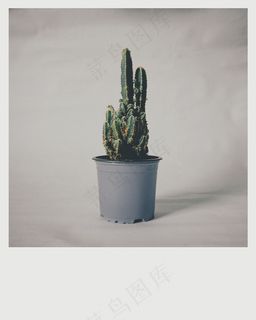 仙人柱盆栽摄影图片 仙人柱盆栽摄影图片