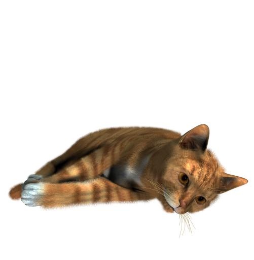 猫 PNG 图像免抠(1490x1520)