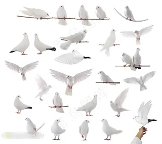 白鸽姿态摄影设计图