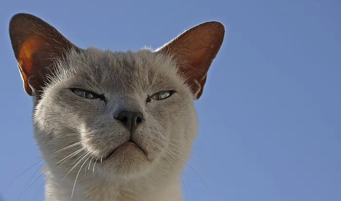 可爱猫咪 动物 素材 奶萌 (215)