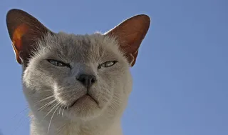 可爱猫咪 动物 素材 奶萌 (215)