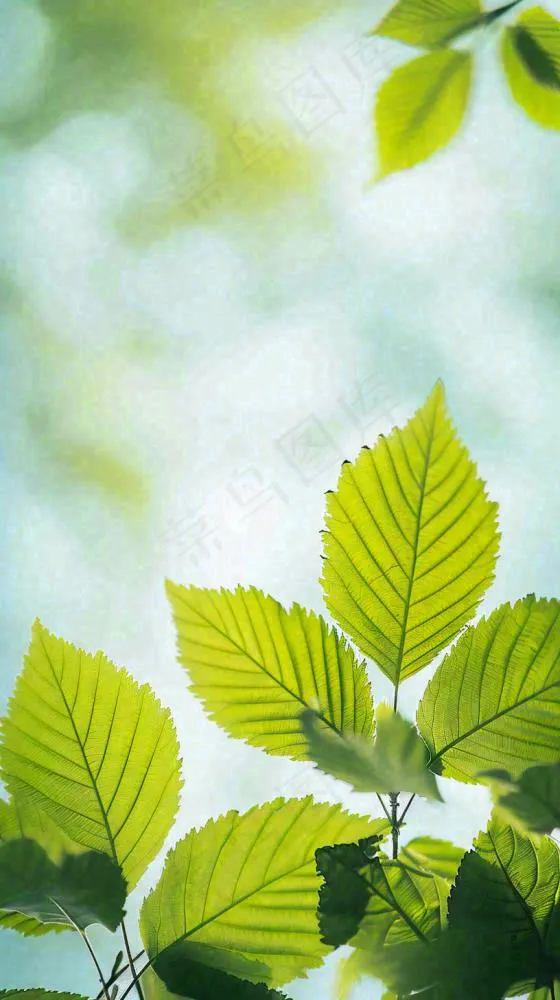 阳光明媚春天春意盎然嫩草，发芽，春分，立春摄影图(816x1456)