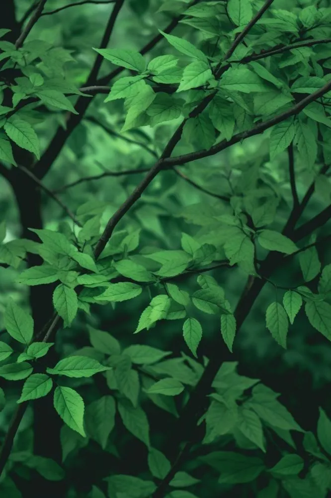 简约树叶清新绿色大气摄影背景