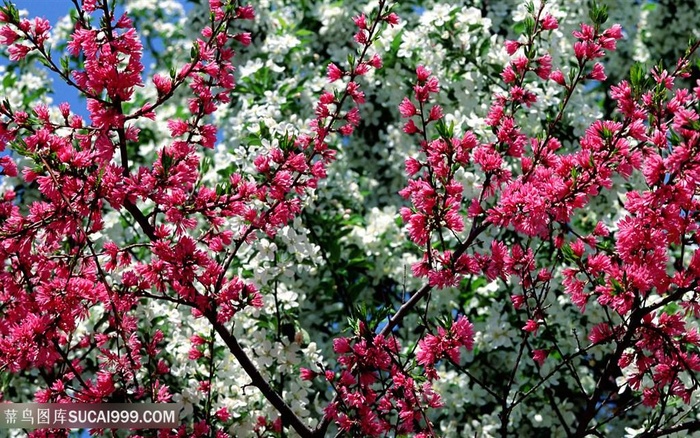 唯美花卉花瓣树枝壁纸