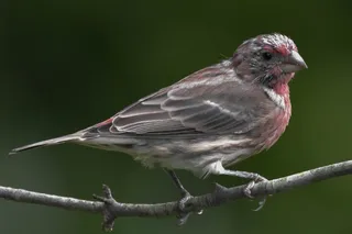 树枝上雀鸟图片