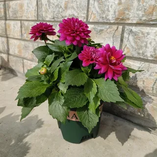 大丽花园艺花卉开花紫红