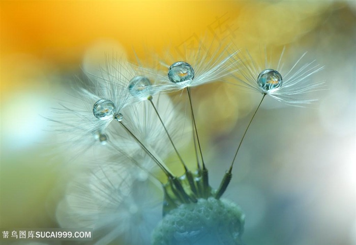 唯美梦幻水珠蒲公英鲜花图片