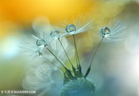 唯美梦幻水珠蒲公英鲜花图片 唯美梦幻水珠蒲公英鲜花图片