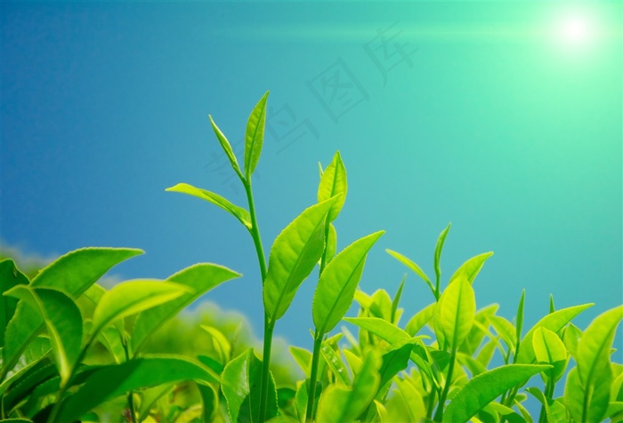 嫩绿的茶叶植物图片