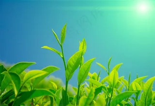嫩绿的茶叶植物图片