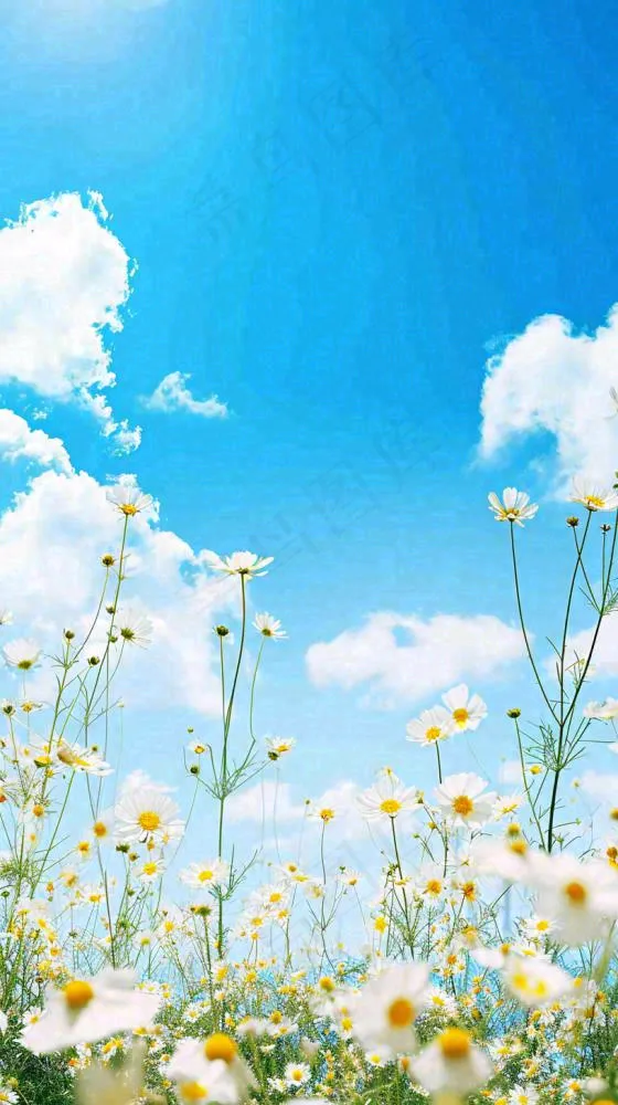 城市晴天阳光鲜花春天蓝天白云，立夏小满(816x1456)