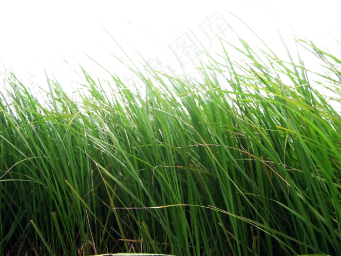 草地免扣png  