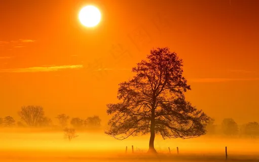 黄昏夕阳大树美景图片
