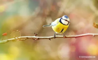 美丽可爱的小鸟特写微距摄影鸟图片