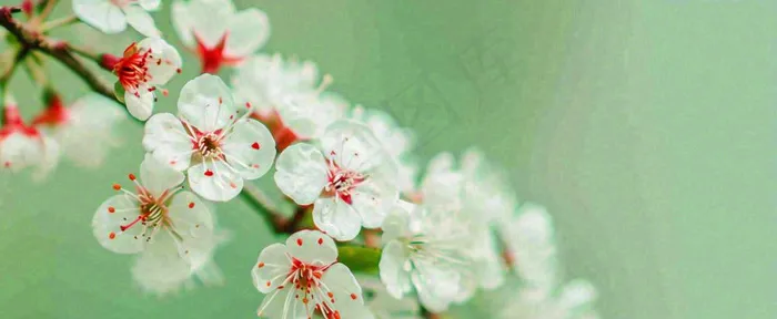 盛开的花朵立春，清新春天(1712x704)