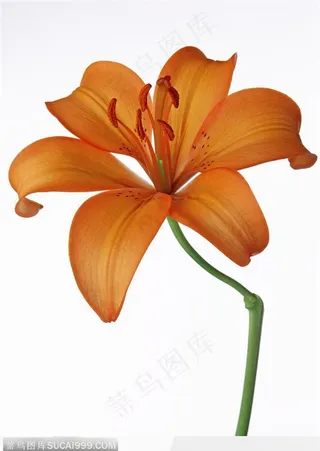 花卉造型-黄褐色的百合花