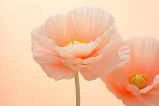 鲜花粉色唯美意境摄影