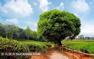 茶园茶树摄影素材