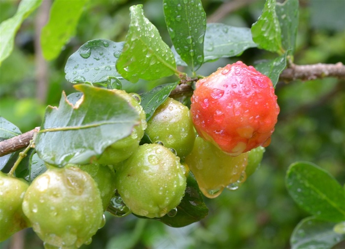 新鲜的巴西樱桃